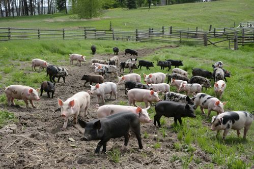 家禽家畜家豬飼養圖片 攝影圖