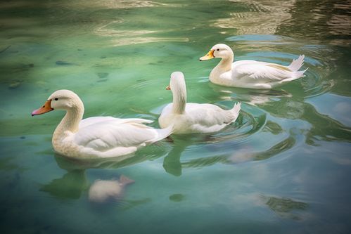 農家生態養殖鴨子家禽動物攝影圖 攝影