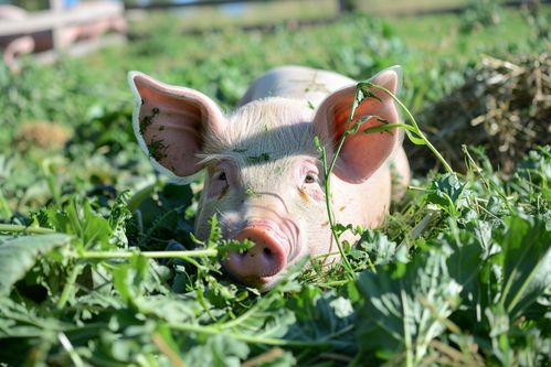 家禽家畜飼養豬圖片 攝影圖 下載至來源處