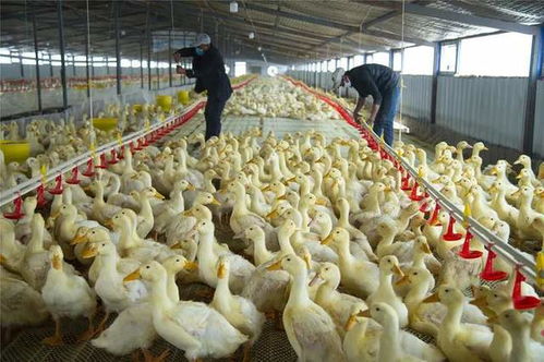 家禽養殖 肉鴨降料比,這6點你注意了嗎